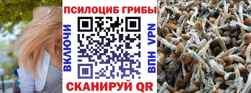 купить наркотик  Чебоксары  Галлюциногенные грибы Psilocybine cubensis 